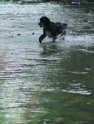 Nevytske. Dog swimming in river Uzh, Zakarpattia Region, Rivers 
