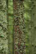 Carpathian NNP. Mossy tree trunks, Ivano-Frankivsk Region, National Natural Parks 