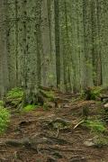 Carpathian NNP. Bare roots and fir trunks, Ivano-Frankivsk Region, National Natural Parks 