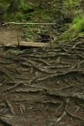 Carpathian NNP. Root pavement forest stream, Ivano-Frankivsk Region, National Natural Parks 