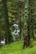 Carpathian NNP. Steep bank of a mountain stream, Ivano-Frankivsk Region, National Natural Parks 