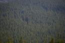 Carpathian NNP. High spruce pile of the Carpathian forest, Ivano-Frankivsk Region, National Natural Parks 