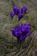 Chornohora. Saffron (Crocus) - genus from the family of Iris, Ivano-Frankivsk Region, National Natural Parks 