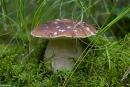 Pre-Carpathians. Mushroom mushroom, Ivano-Frankivsk Region, National Natural Parks 
