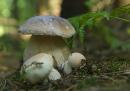 Pre-Carpathians. White mushroom trio, Ivano-Frankivsk Region, National Natural Parks 