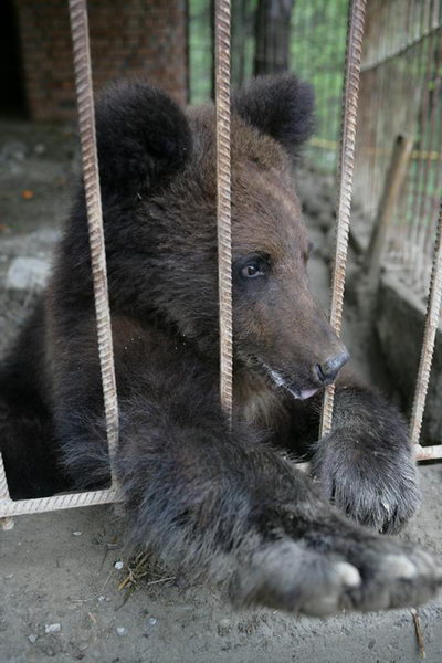 Дальневосточный бурый медведь. Млекопитающие утка лосось медведь какое. Млекопитающие утка лосось медведь какое. Медведь и утка. Волки и медведи.