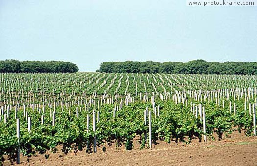 Village Kobleve. Vineyards Mykolaiv Region Ukraine photos