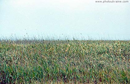 Danube Reserve Odesa Region Ukraine photos