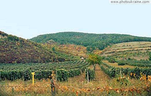 Village Muzhieve. Vineyards of Zakarpattia Zakarpattia Region Ukraine photos