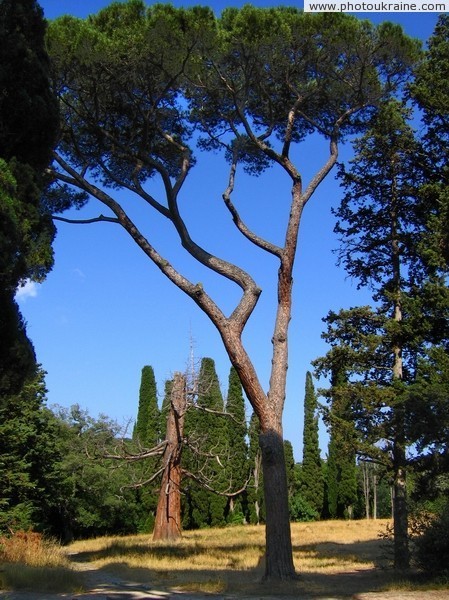 In Massandra Park Autonomous Republic of Crimea Ukraine photos