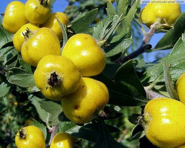 Karadag Nature Reserve. Hawthorn Poyarkovoy Autonomous Republic of Crimea Ukraine photos