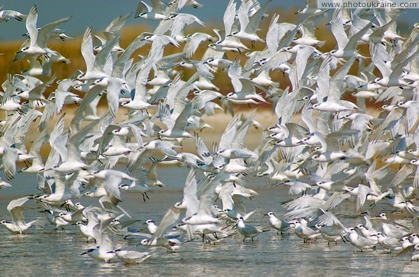 Crimean Reserve. Swan's Island  kingdom of birds Autonomous Republic of Crimea Ukraine photos