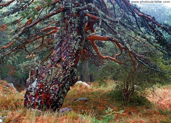 Yalta Reserve. Old pine Autonomous Republic of Crimea Ukraine photos