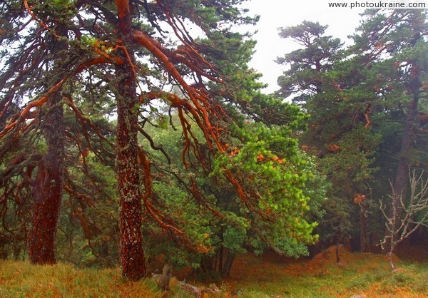 Yalta Reserve. Crimean pines Autonomous Republic of Crimea Ukraine photos