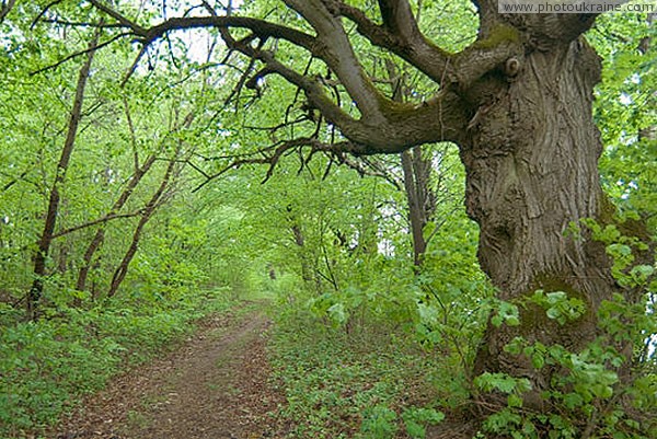 Spychyntsi. In park of Tyshkevich Vinnytsia Region Ukraine photos