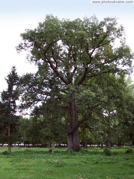 Snizhna. Old trees estate park Vinnytsia Region Ukraine photos