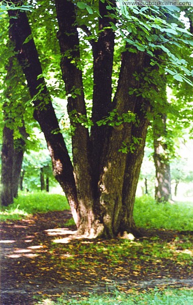 Chernyatyn. Old tree of Chernyatyn park Vinnytsia Region Ukraine photos
