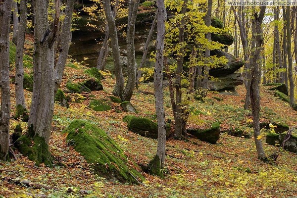 Busha. Sandstone cliff in autumn hornbeam woods Vinnytsia Region Ukraine photos