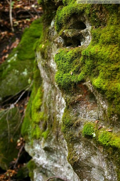 Busha. Often the sand Gaydamak Yar mossy Vinnytsia Region Ukraine photos