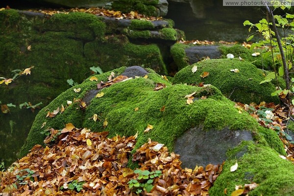 Busha. Moss cover sandstones in Gaydamak Yar Vinnytsia Region Ukraine photos