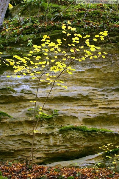 Busha. Young sprout from ancient Vend sandstone Vinnytsia Region Ukraine photos