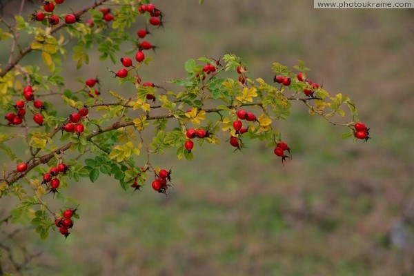Stina. Mature barberry Vinnytsia Region Ukraine photos