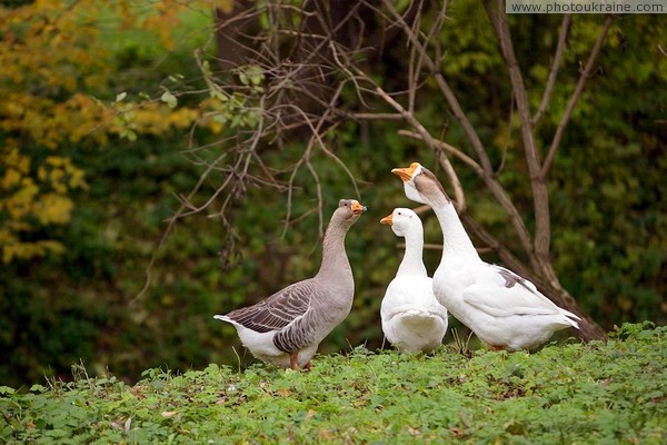 Busha. Goose secular discussion Vinnytsia Region Ukraine photos