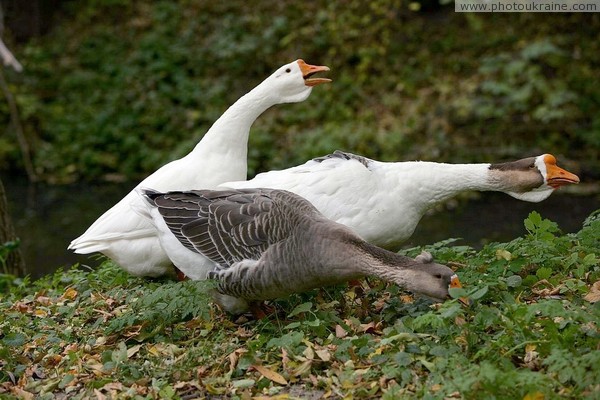 Busha. Goose squabble Vinnytsia Region Ukraine photos