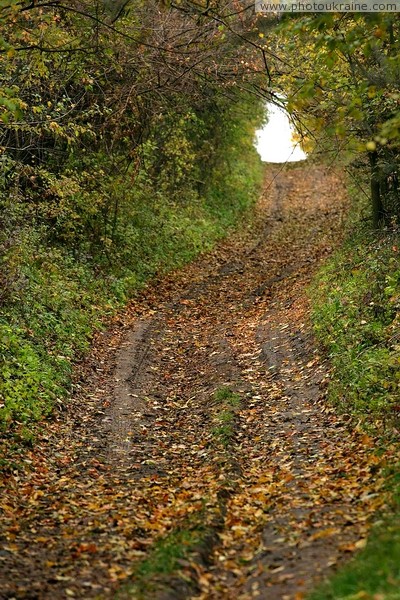 Busha. Forest road Vinnytsia Region Ukraine photos