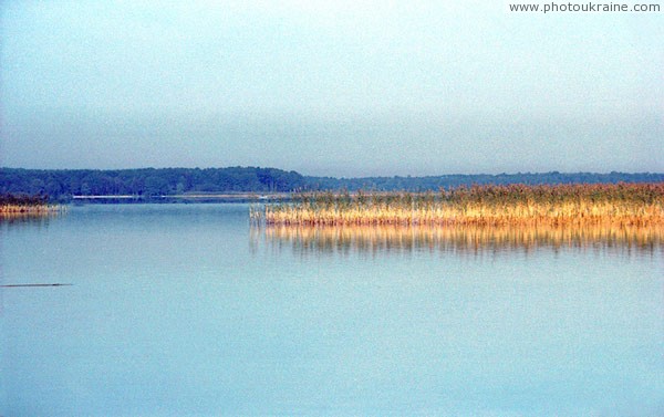 Shatsky park. Svityaz reed Volyn Region Ukraine photos