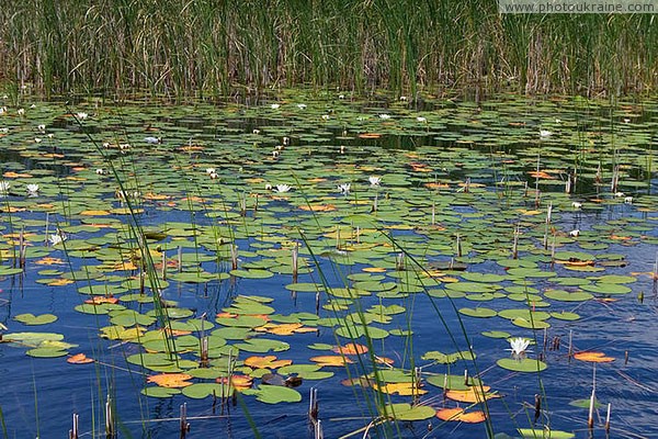 Shatsky park. Romantic backwater Volyn Region Ukraine photos