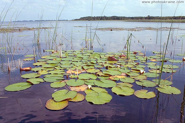 Шацкий парк. Озерные лилии Волынская область Фото Украины