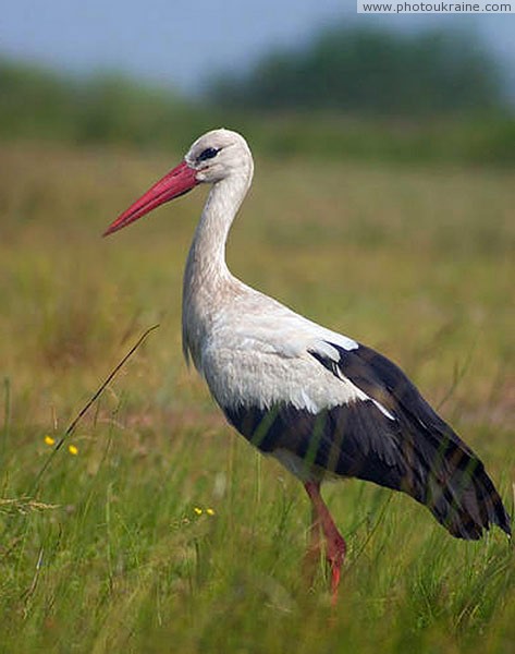 Shatsky park. Stork posing Volyn Region Ukraine photos