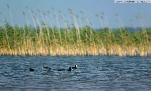 Shatsky park. Coot Volyn Region Ukraine photos