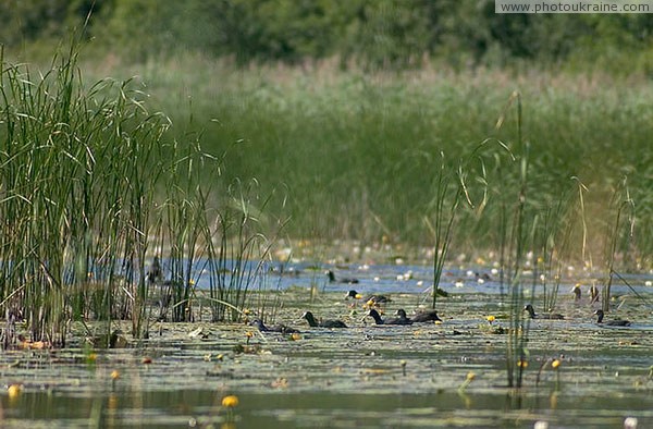 Shatsky park. Coot home in lake mills Volyn Region Ukraine photos