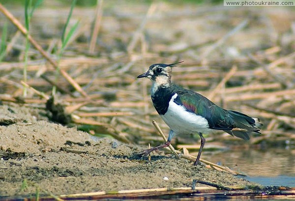 Shatsky park. Lapwing wanders on master Volyn Region Ukraine photos