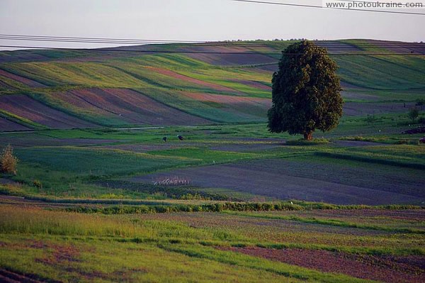 Surviving on land Volyn Region Ukraine photos