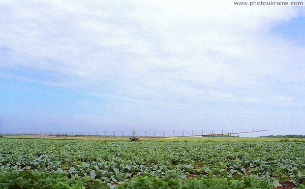 Voloske. Cabbage and sprinkler Dnipropetrovsk Region Ukraine photos