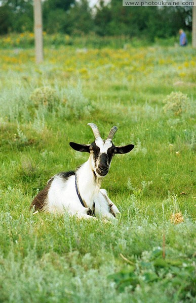 Stari Kodaky. Cossack's goat Dnipropetrovsk Region Ukraine photos