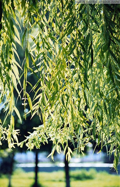 Novomoskovsk. Branches of weeping willow at Cathedral Dnipropetrovsk Region Ukraine photos