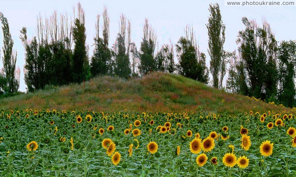 Chortomlyk. Scythian mound and sunflowers Dnipropetrovsk Region Ukraine photos