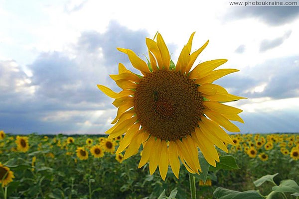 Dnipropetrovsk region  land of sunflowers Dnipropetrovsk Region Ukraine photos