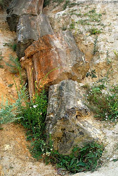 Oleksievo-Druzhkivka. Fragment of fossilized wood Donetsk Region Ukraine photos