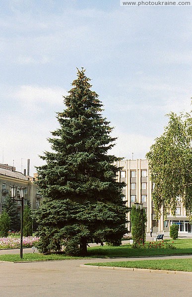 Artemivsk. Fluffy fir in central square Donetsk Region Ukraine photos