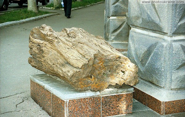 Artemivsk. Ancient tree near building association 