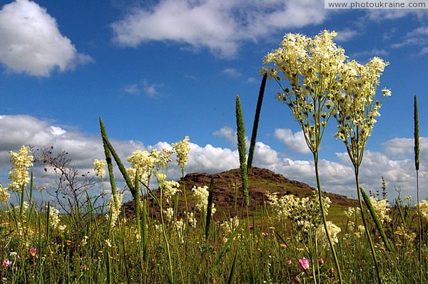 Kamiani Mohyly Reserve. Flora Donetsk Region Ukraine photos