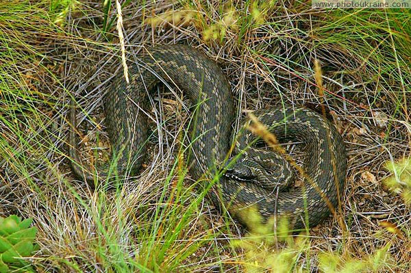 Kamiani Mohyly Reserve. Fauna Donetsk Region Ukraine photos