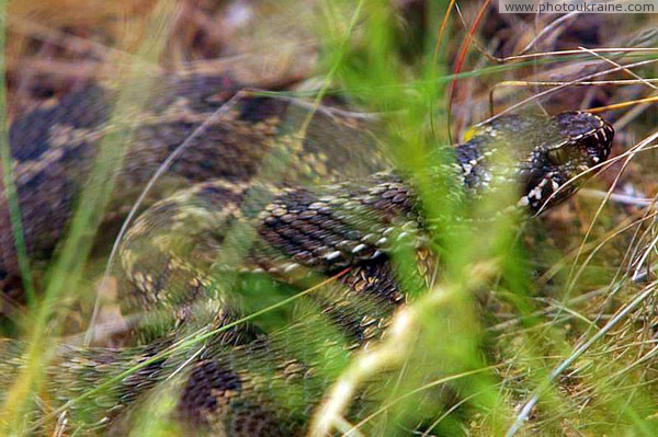 Kamiani Mohyly Reserve. Fauna Donetsk Region Ukraine photos