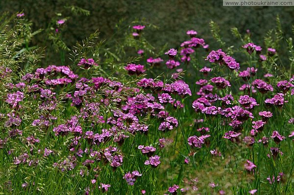 Kamiani Mohyly Reserve. Flora Donetsk Region Ukraine photos