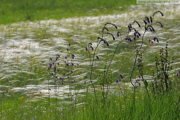 Kamiani Mohyly Reserve. Feather Donetsk Region Ukraine photos